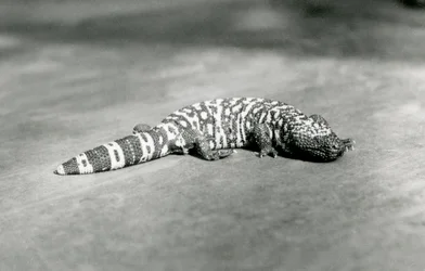 Ein Gila-Monster im Londoner Zoo, September 1923